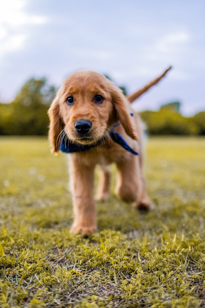 Golden Retriever Puppy Walking